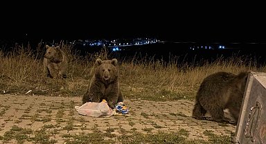 Kars'ta ayılarla karşılaşmak günlük rutini oldu