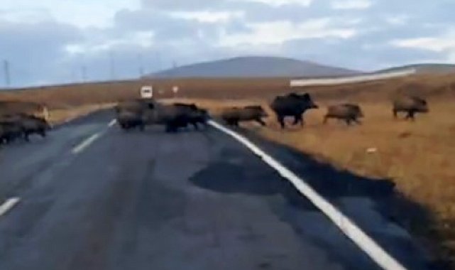 Kars'ta domuz sürüsü görüntülendi
