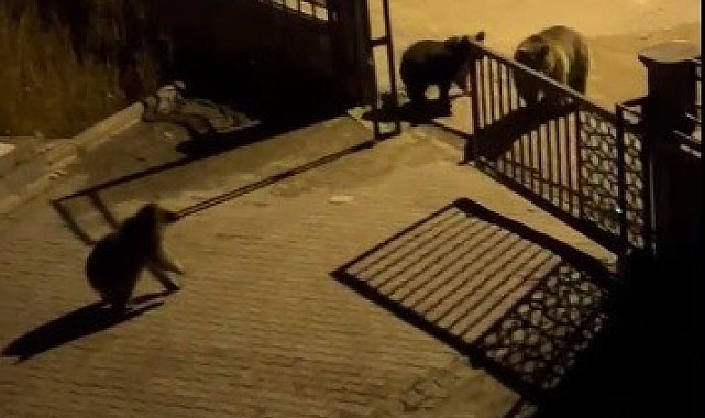 Kars'ta vatandaşın ayıya ile güldüren tepkisi: "Ne buldun da yiyorsun"