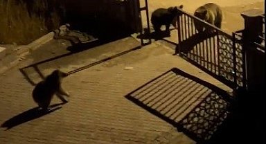 Kars'ta vatandaşın ayıya ile güldüren tepkisi: "Ne buldun da yiyorsun"