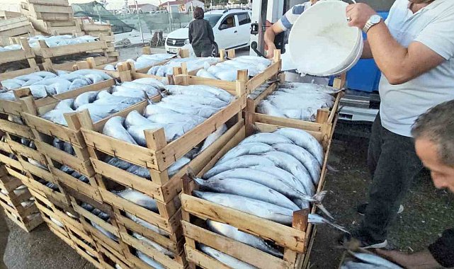 Kastamonu'da palamut bereketi: Kiloluk palamutlar 40 TL'ye satılıyor