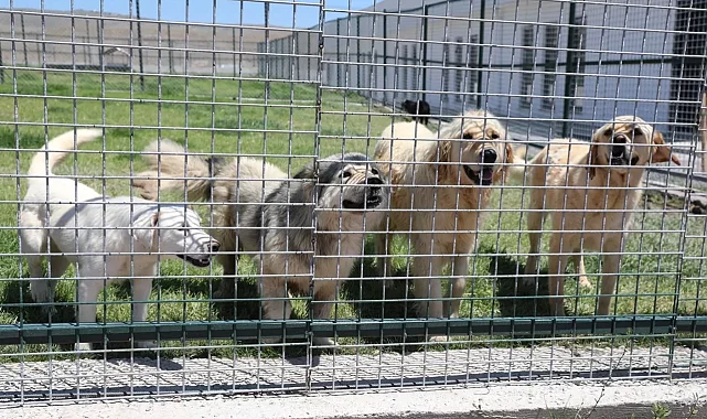 Kayseri Kocasinan'da küçük dostlar için Türkiye'ye örnek projeler