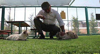 Kayseri'de ilk olan 'Küçük Dostlar Kedi Kasabası' ziyaretçi akınına uğruyor