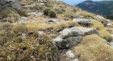 Kaz Dağları'nda yeni bir böcek türü daha keşfedildi