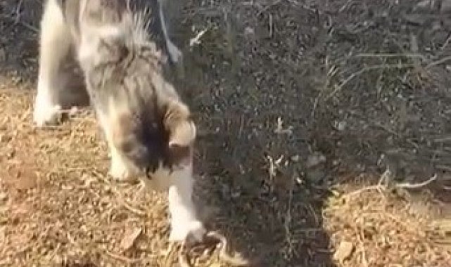 Kedi, fare ile oynar gibi yılanla oynadı