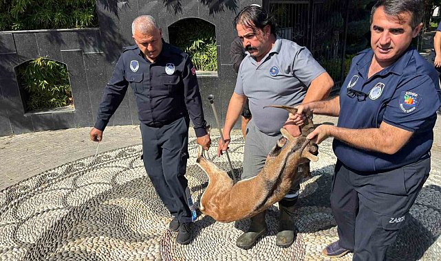 Kemer'de yaralı bulunan dağ keçisi tedavi altına alındı