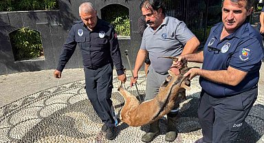Kemer'de yaralı bulunan dağ keçisi tedavi altına alındı