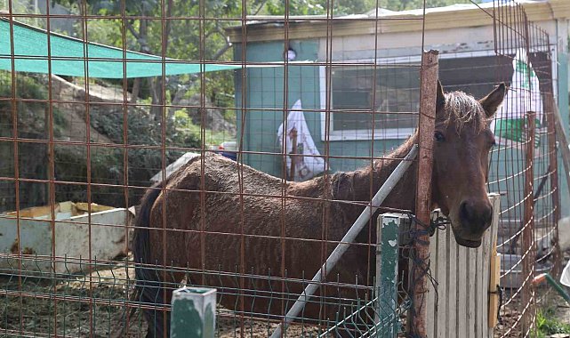 Kesime götürülürken kurtarılan atlara 5 yıldır gönüllüler bakıyor