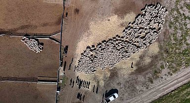 Koçlar boyandı, sürüye katıldı