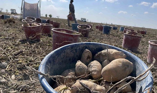 Konya, patates üretiminde Türkiye üretiminin yüzde 10,9'unu karşılıyor