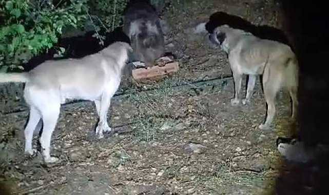 Köpeklerin havlamasına aldırmayan ayı, yemeğini sakince yedi