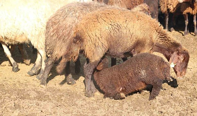 Koyun yetiştiricilerine "mavi dil" hastalığı uyarısı