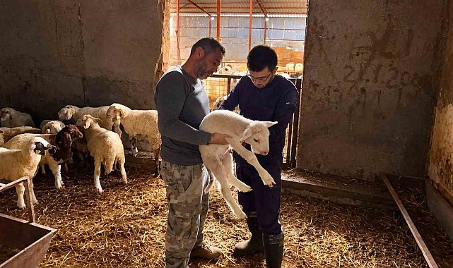 Küçükbaş hayvanlara yönelik aşılama çalışmaları sürüyor