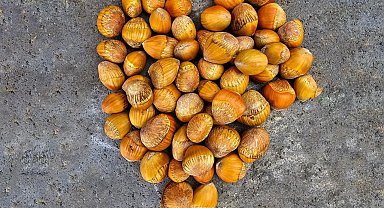 Kuraklığa karşı Türk fındığı hamlesi! Çakıldak ve Giresun Yağlısı aşılanacak