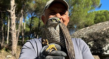 Kuşadası'nda kurtarılan atmaca ve sansar yeniden doğaya bırakıldı