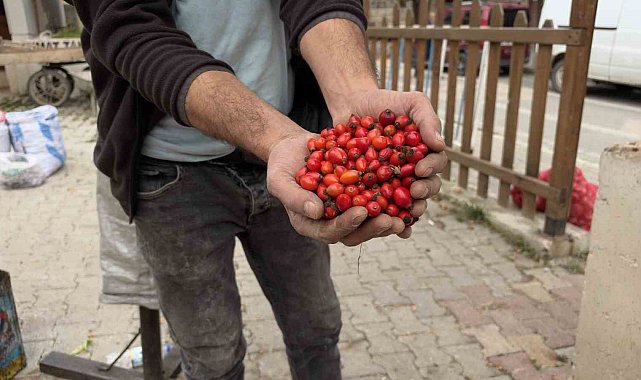Kuşburnu bereketi fiyatları yarıya düşürdü