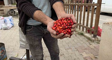 Kuşburnu bereketi fiyatları yarıya düşürdü
