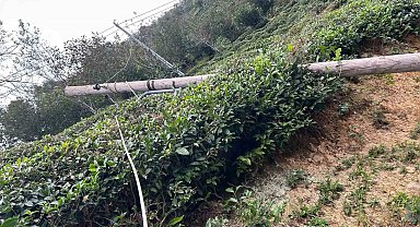 Kuvvetli rüzgâr nedeniyle devrilen ağaç evin çatısına düştü