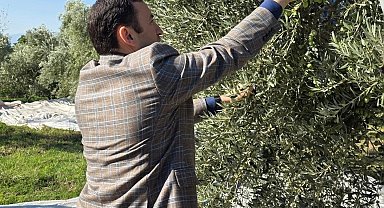 Kuyucak'ta zeytin bahçelerinde hasat mesaisi
