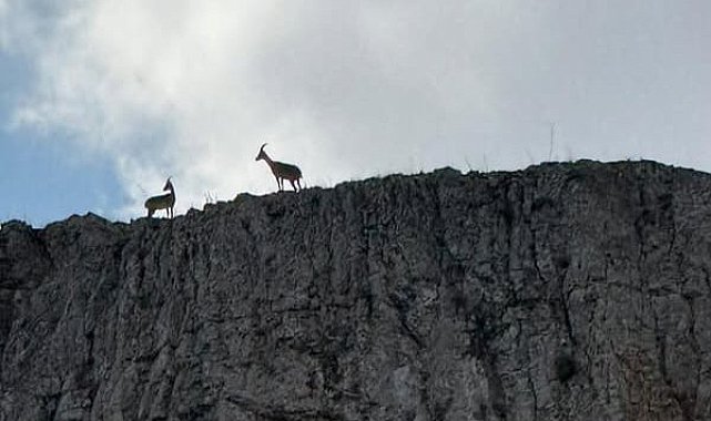 Malatya'da sürü halindeki dağ keçileri kamerada
