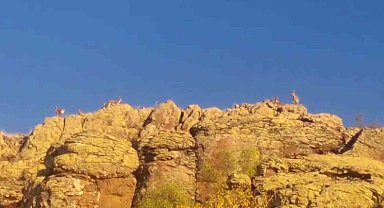 Malatya'da yaban keçileri görüntülendi
