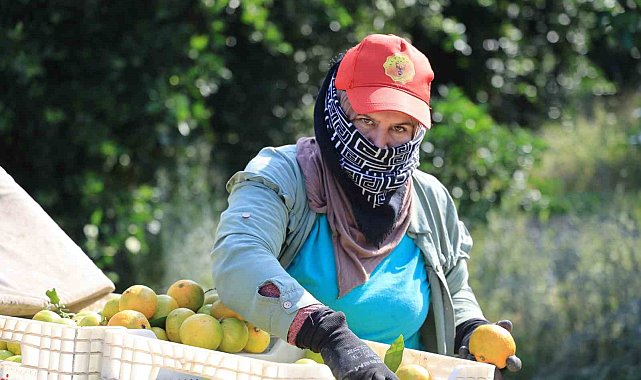Mandalinanın kilogramı 3 liraya kadar geriledi
