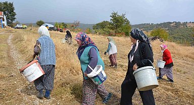 Manisa'da dağlardan toplayıp ilaç ve kozmetik devlerine satıyorlar