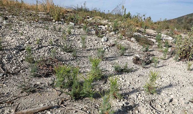 Manisa'da yanan ormanlar yeniden yeşerecek