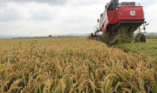 Manyas'ta çeltik hasadı başladı: Ekim alanı 98 bin dekara ulaştı