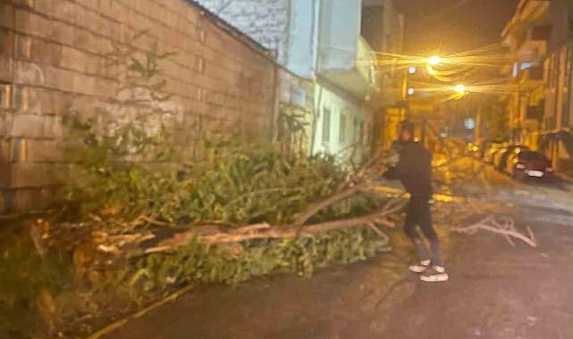 Mardin'de şiddetli rüzgar ağaçları devirdi, çatılara zarar verdi