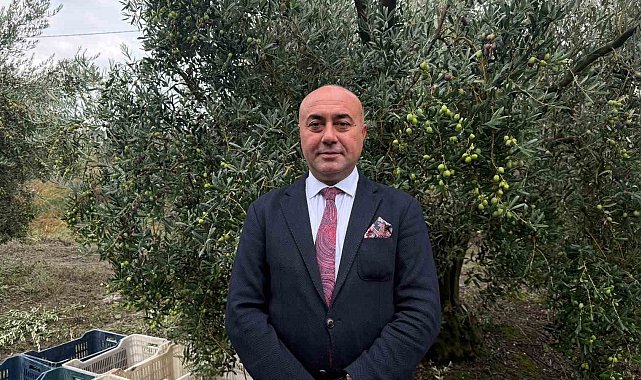 Marmarabirlik'ten 60 bin tonluk alım planı...Türkiye'de zeytinde rekor rekolte beklentisi
