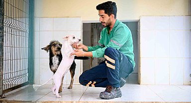 Mersin Büyükşehir'den can dostlara kapsamlı hizmet