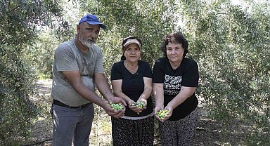 Mersin'de dağıtılan zeytin fidanları ürün verdi