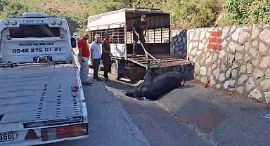 Mersin'de kamyonetten düşen büyükbaş hayvan bayıltılarak götürüldü