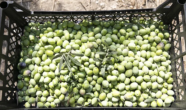 Mersin'de zeytin fidanları ürün verdi