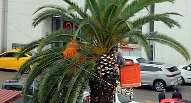 Meydan çevresindeki palmiye ağaçlarına sonbahar-kış bakımı