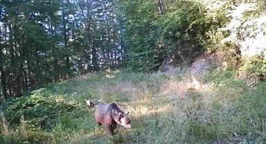 Minik ayılar annelerinin peşinden böyle koştu