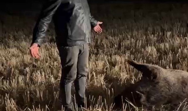 Mısır tarlasına zarar veren domuzu, nöbet tutup avladılar