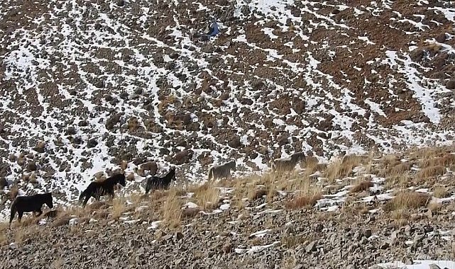 Munzur'un zirvelerinde özgürlüğün simgesi yılkı atları
