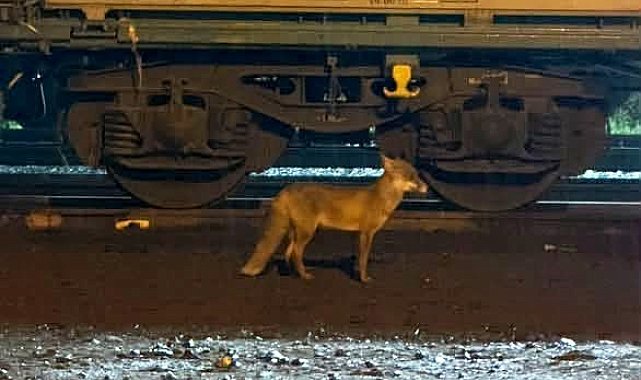 Muratlı'da tilki hareketliliği: Tren istasyonu yakınında görüldü