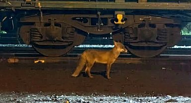 Muratlı'da tilki hareketliliği: Tren istasyonu yakınında görüldü