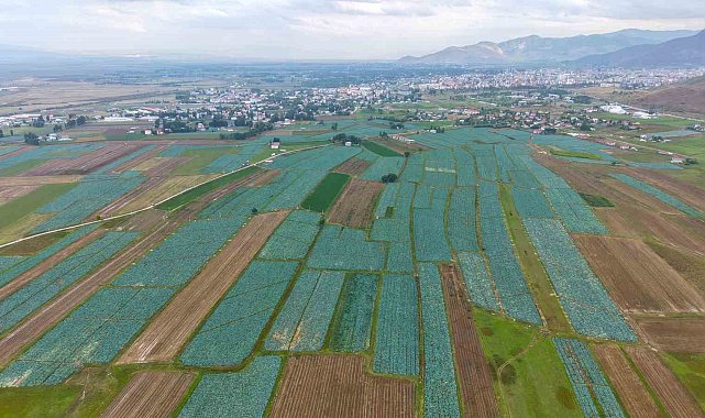 Muş Ovası'nda lahana hasadı başladı: 165 milyon liralık katkı bekleniyor