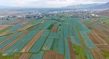 Muş Ovası'nda lahana hasadı başladı: 165 milyon liralık katkı bekleniyor
