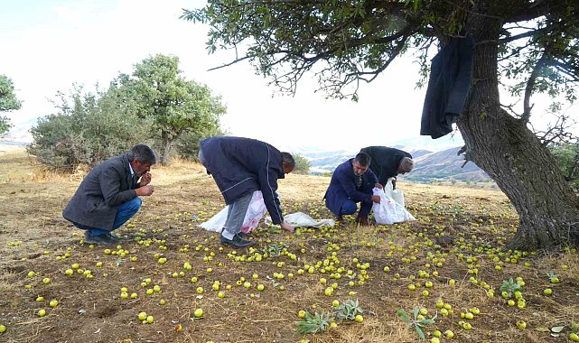 Muş'ta 110 bin ahlat ağacında armut hasadı sürüyor