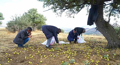 Muş'ta 110 bin ahlat ağacında armut hasadı sürüyor