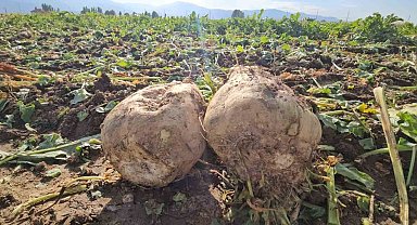 Muşlu çiftçi 220 dönüme pancar ekti, 2 bin ton ürün bekliyor