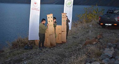 Nemrut Kalderası Milli Parkı'na 2 yaban keçisi salındı