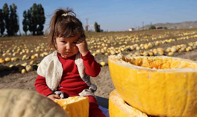 Nevşehir'de çerezlik kabak çekirdeği hasadı yapıldı