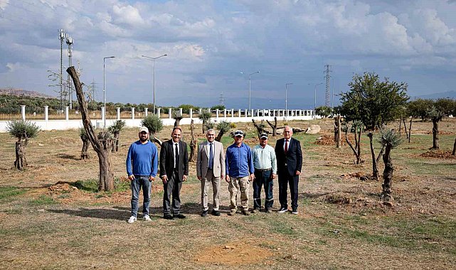 Nysa Antik Kenti'nden taşınan tarihi zeytin ağaçları ADÜ'de yaşatılacak
