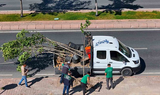 Ömrünü tamamlayan ağaçların yerine yenileri dikiliyor